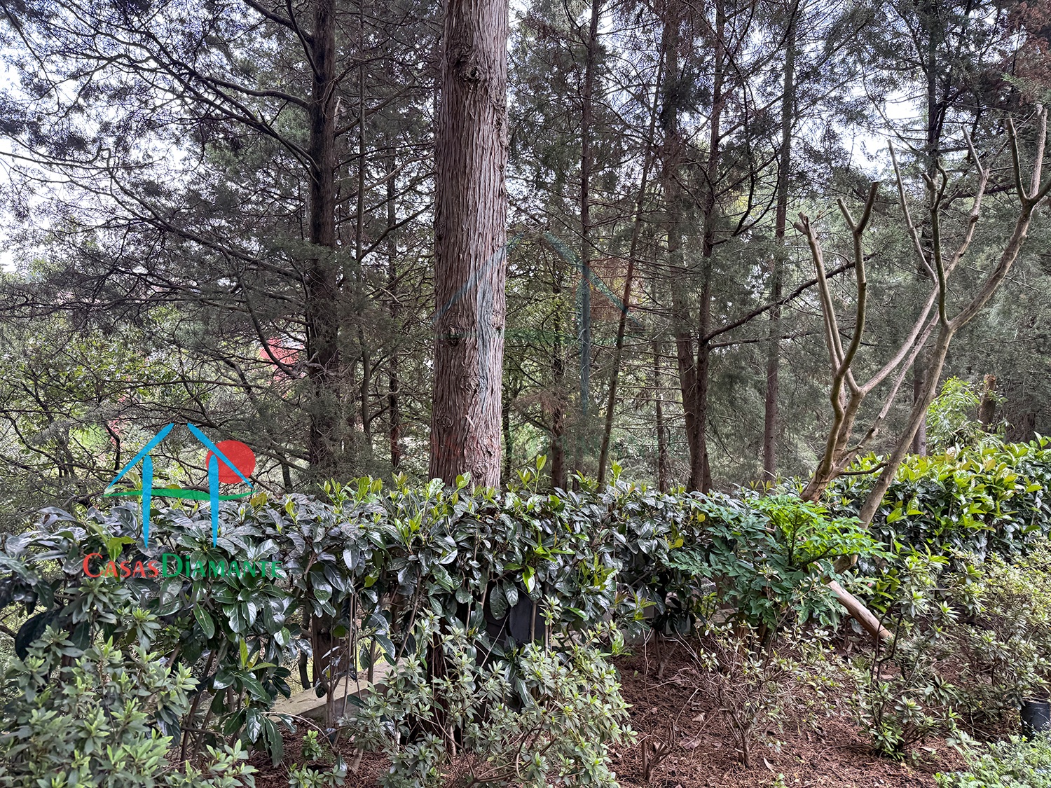 Rancho San Francisco Casa Encino - Jardín 6